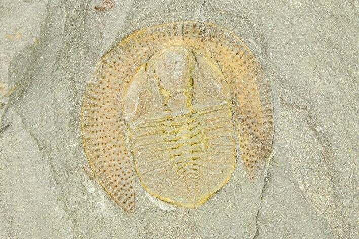 Trinucleid Trilobite (Declivolithus) - Mecissi, Morocco #283765